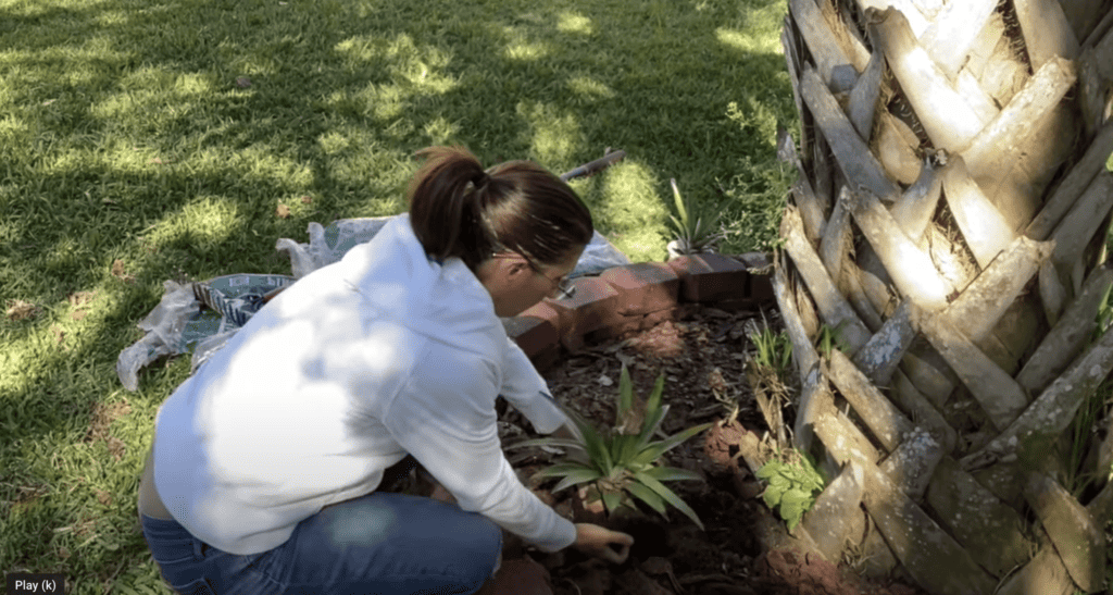 Planting pineapple plants